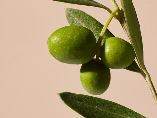 OLIVE - Mustela Benelux - 1