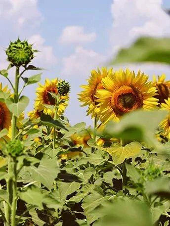 tournesol-champs - Mustela Benelux - 1